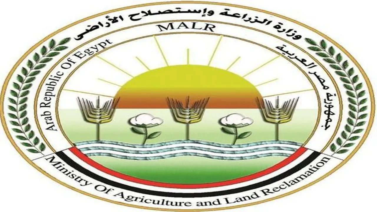 «الزراعة» توضح حقيقة فيديو «زيادة وزن الموز» وتعتبره ادعاءات تثير البلبلة